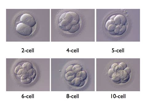 We have seen babies that came from <b>4</b> <b>cell</b> <b>embryos</b> on <b>day</b> <b>3</b>, but chances for pregnancy increase significantly with increasing <b>cell</b> number. . 4 cell embryo day 3 success stories